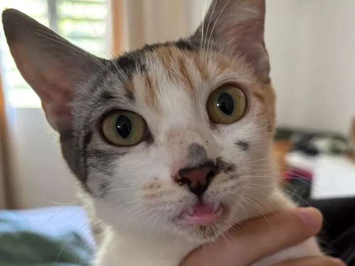Disponible à l'adoption : chatonne tricolore