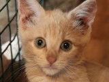 En attente d'adoption : chaton femelle tigré roux