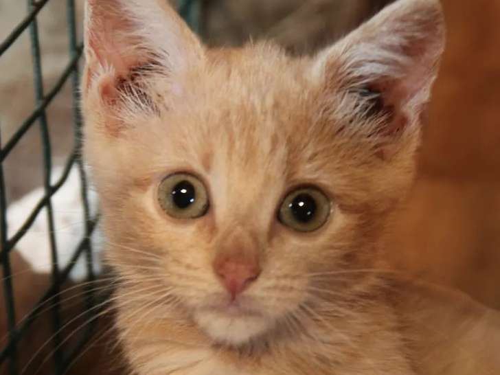 En attente d'adoption : chaton femelle tigré roux