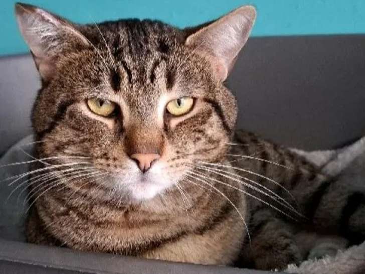 En attente d'un foyer : chat de 4 ans
