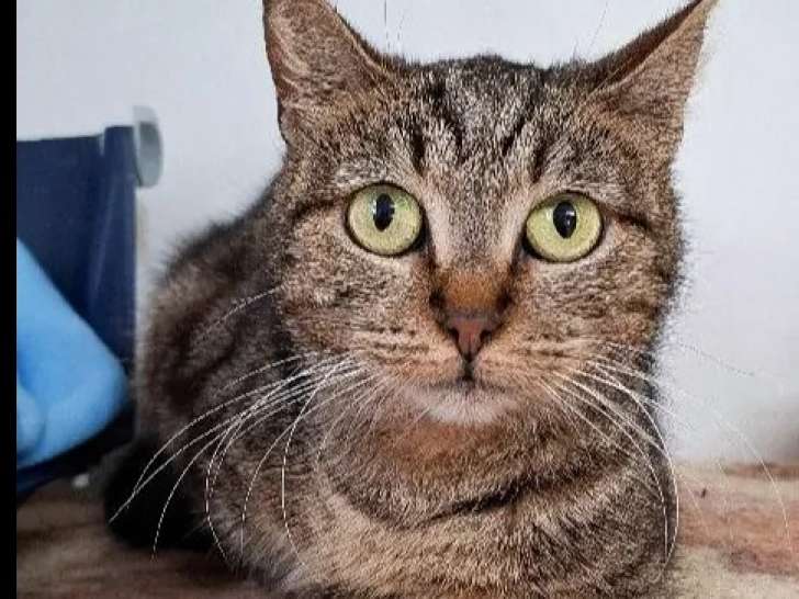 À accueillir : chatte au pelage tigré