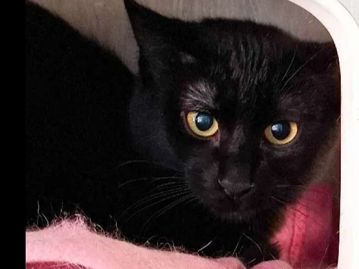 En quête d’un foyer : chaton mâle noir