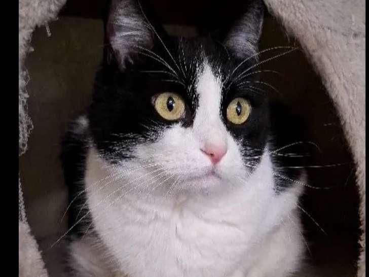 Adoption disponible : chatte noire et blanche