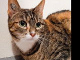 À la recherche d'une famille : chatte tigrée