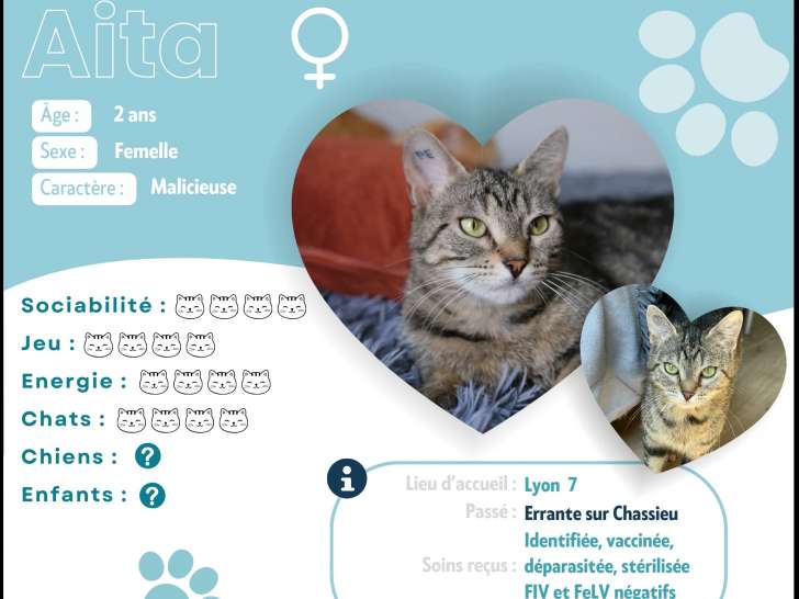 Chatte de 2 ans à adopter