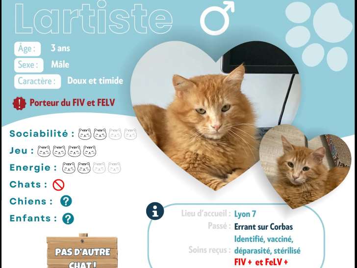 Chat roux disponible à l'adoption