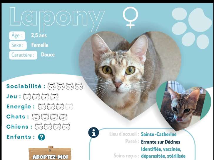 Chatte tigrée en attente d'adoption
