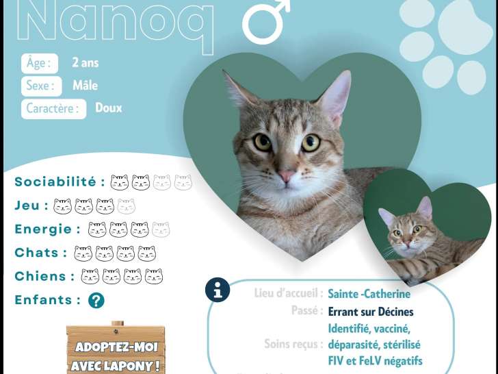 Chat de 2 ans prêt pour l'adoption