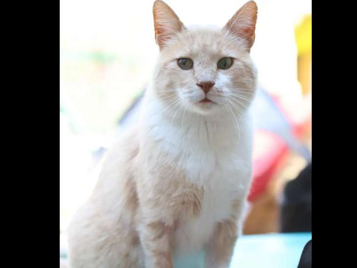 Chat beige à accueillir