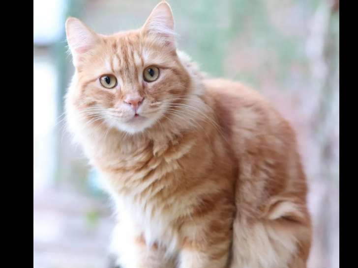 Chat âgé de 3 ans en quête d'une famille
