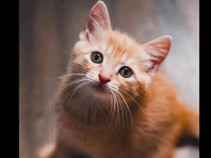 Adoption disponible : chatonne de 2 mois