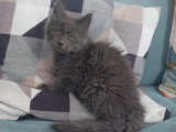 Chaton Maine Coon LOOF à vendre