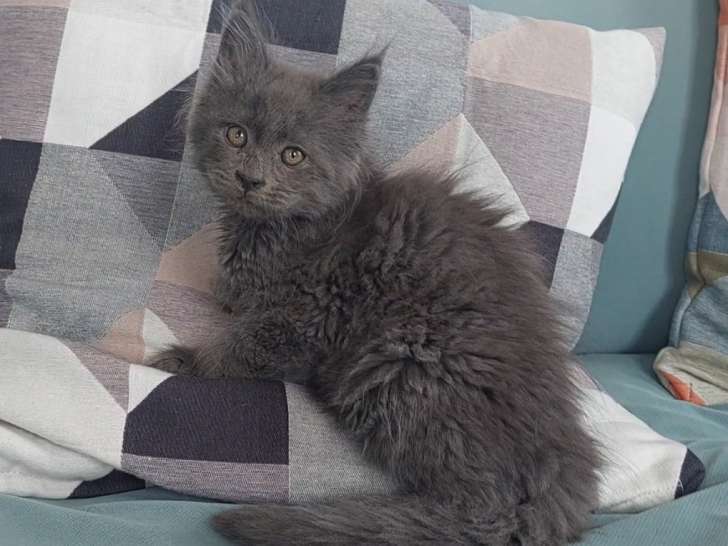 Chaton Maine Coon LOOF à vendre