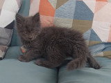 Chaton Maine Coon LOOF à vendre