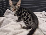 2 chatonnes Bengal brown charcoal à vendre