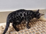 2 chatonnes Bengal brown charcoal à vendre