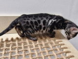 2 chatonnes Bengal brown charcoal à vendre