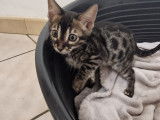 2 chatonnes Bengal brown charcoal à vendre