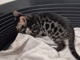 2 chatonnes Bengal brown charcoal à vendre