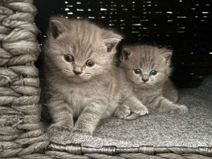 Chatons de race British Shorthair à vendre (2 mâles)