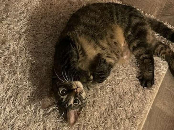 Adorable jeune chatte à donner