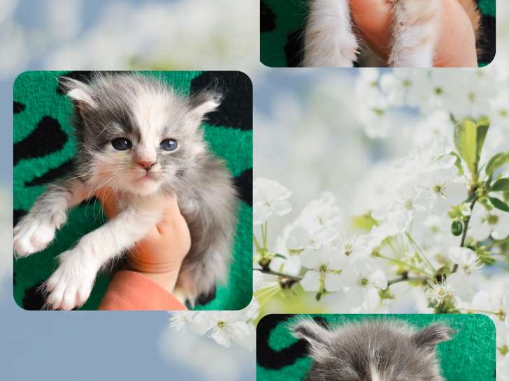 Chatons Maine Coon LOOF à vendre