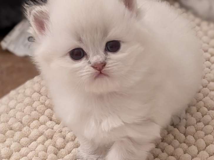 Chatonnes British Longhair à vendre