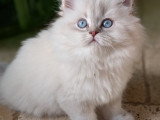 Chatonnes British Longhair à vendre