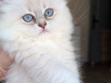 Chatonnes British Longhair à vendre