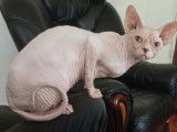 Mâle Sphynx disponible pour saillie