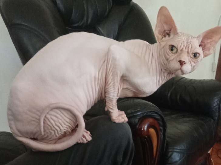 Mâle Sphynx disponible pour saillie