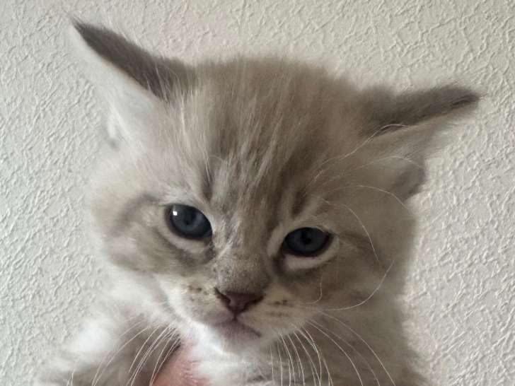 Chaton de race Ragdoll mâle à vendre