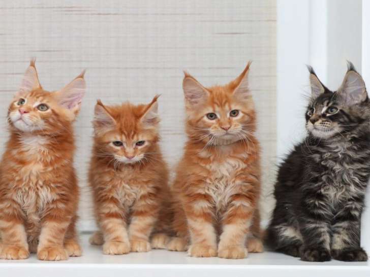 Chatons Maine Coons LOOF disponibles à la vente