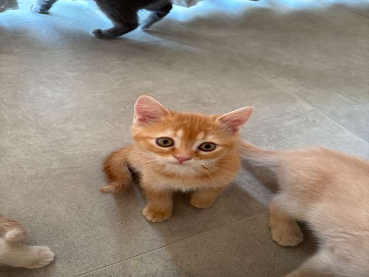 Chaton British Shorthair à vendre