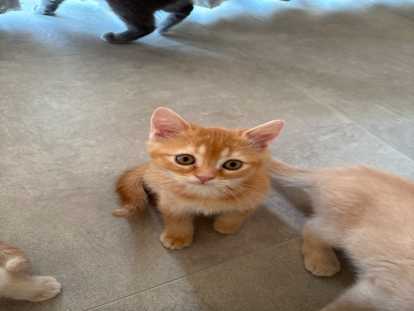 Chaton British Shorthair à vendre