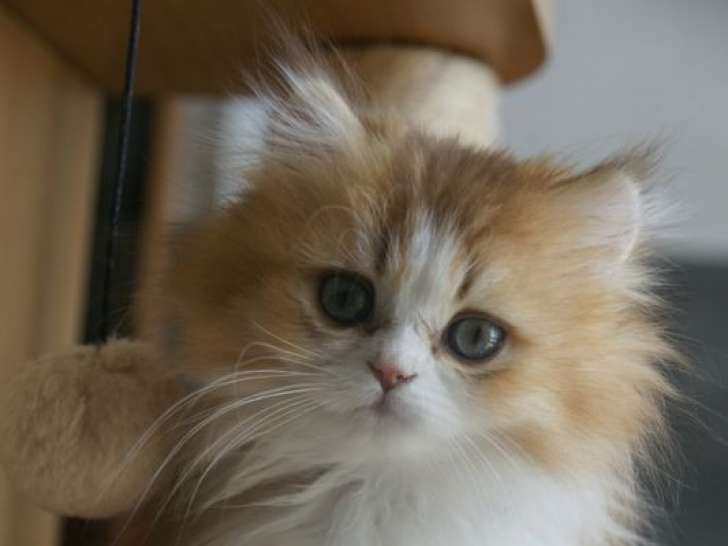 À réserver : 2 chatons British Longhairs Golden (LOOF)