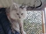Saillie disponible, chat mâle Maine Coon (LOOF)