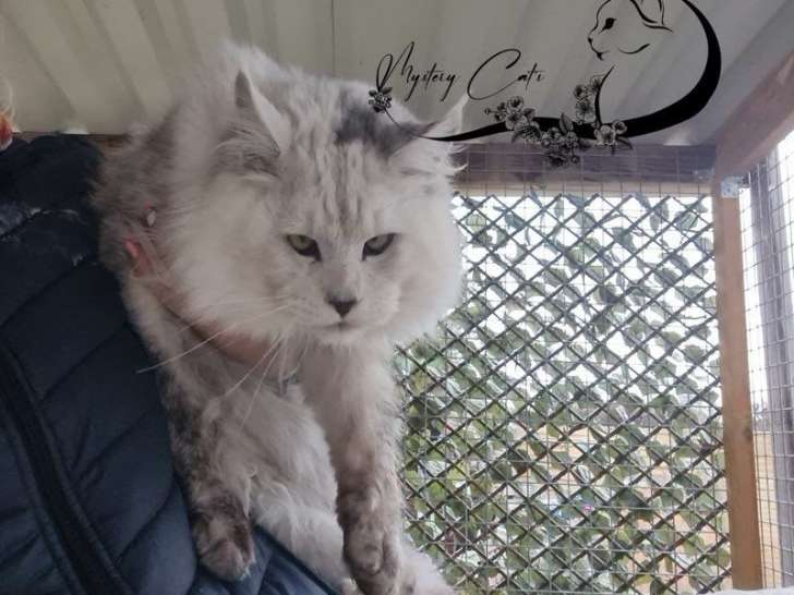 Saillie disponible, chat mâle Maine Coon (LOOF)
