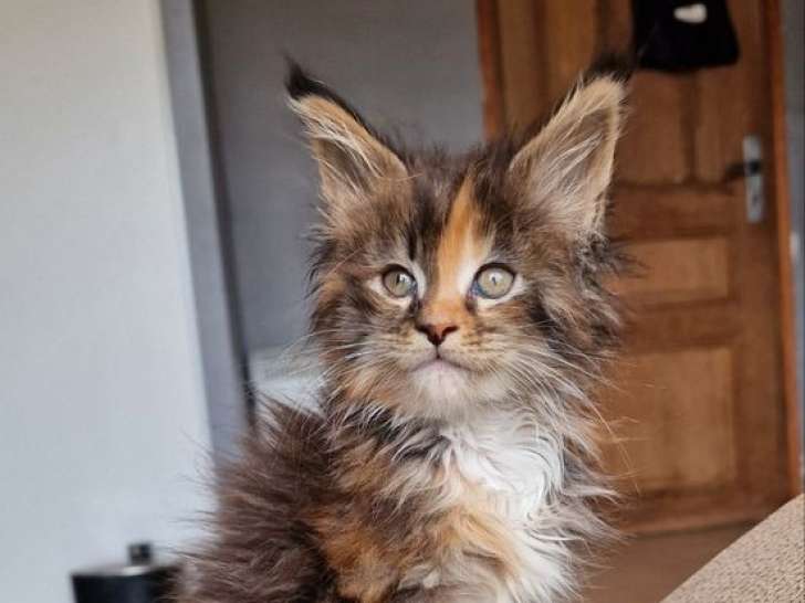 Chatons Maine Coons LOOF à réserver