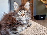 Chatons Maine Coons LOOF à réserver