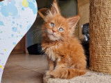 Chatons Maine Coons LOOF à réserver
