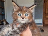 Chatons Maine Coons LOOF à réserver
