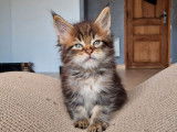 Chatons Maine Coons LOOF à réserver