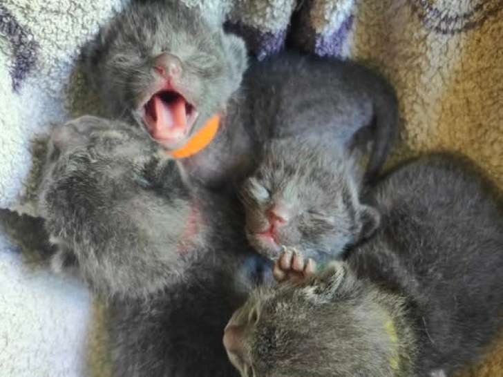 4 chatons Korat à vendre