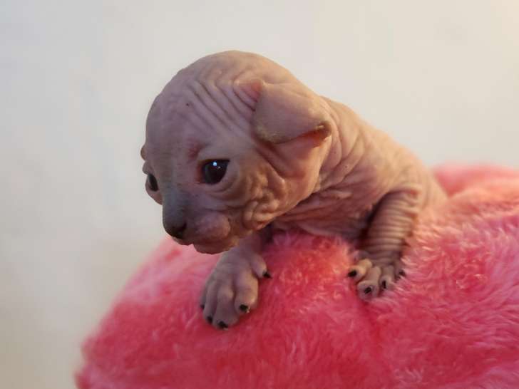 Chaton Sphynx à vendre