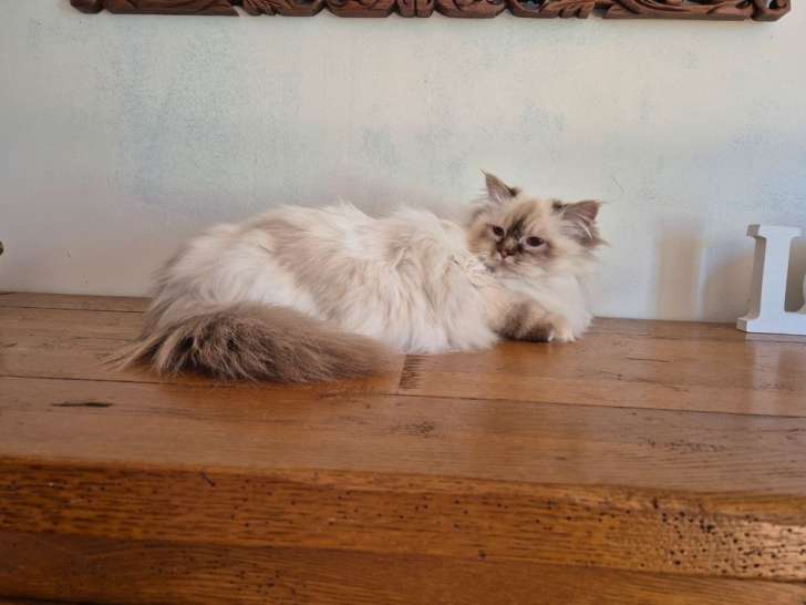 À vendre une chatte Sacré de Birmanie chocolat LOOF de 4 ans