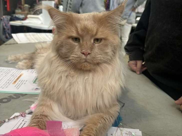 Disponible à la saillie un chat Maine Coon LOOF crème de 4 ans