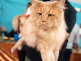 Disponible à la saillie un chat Maine Coon LOOF crème de 4 ans