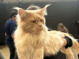 Disponible à la saillie un chat Maine Coon LOOF crème de 4 ans