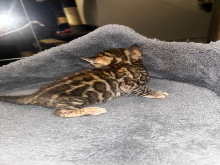 Chatons Bengal silver et brown,charcoal, à vendre avec pedigree ‼️‼️‼️‼️‼️